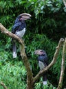 Trumpeter hornbills