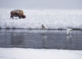 Trumpeter Swains fly past a bison on the Madison River Royalty Free Stock Photo