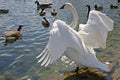 Trumpeter Swan