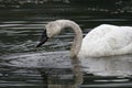 Trumpeter Swan