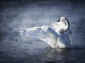 Trumpeter Swan Royalty Free Stock Photo