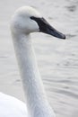 Trumpeter Swan Royalty Free Stock Photo
