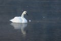 Trumpeter Swan Alone