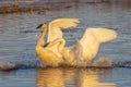 Trumpeter Swan Argument in the Golden Hour Light