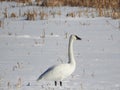 Trumpeter Swan calls out on frozen over swamp land Royalty Free Stock Photo