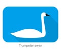 Trumpeter swan, cartoon flat icon vector illustration