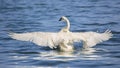 Trumpeter Swan Completely Wingspread Royalty Free Stock Photo