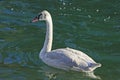 Trumpeter Swan Cygnet Royalty Free Stock Photo