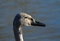 Trumpeter Swan Cygnet Royalty Free Stock Photo