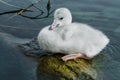 Trumpeter Swan - Cygnus buccinator Royalty Free Stock Photo