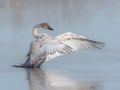 Trumpeter Swan Cygnet Royalty Free Stock Photo