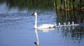 Trumpeter Swan with 5 cygnets Royalty Free Stock Photo