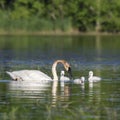 Trumpeter swan and cygnets Royalty Free Stock Photo