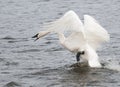 Trumpeter Swan (Cygnus buccinator) on the Attack Royalty Free Stock Photo