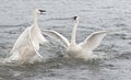 Trumpeter Swan (Cygnus buccinator) Conflict Royalty Free Stock Photo