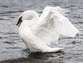 Trumpeter Swan (Cygnus buccinator) Display Royalty Free Stock Photo