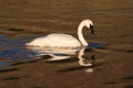 Trumpeter Swan (Cygnus buccinator) Royalty Free Stock Photo