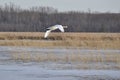 Trumpeter Swan (Cygnus buccinator) in flight over lake at Tiny Marsh Royalty Free Stock Photo