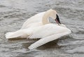 Trumpeter Swan (Cygnus buccinator) Spread Wings Royalty Free Stock Photo