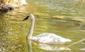 Trumpeter swan Cygnus buccinators Royalty Free Stock Photo