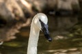 Trumpeter swan Cygnus buccinators Royalty Free Stock Photo