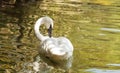 Trumpeter swan Cygnus buccinators Royalty Free Stock Photo