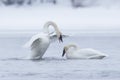 Trumpeter swan displaying dominance Royalty Free Stock Photo