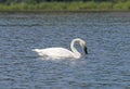 Trumpeter Swan Feeding on Lake Vegetation