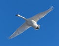 Trumpeter swan in flight Royalty Free Stock Photo