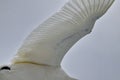 Trumpeter Swan In Flight Royalty Free Stock Photo