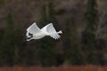 Trumpeter Swan Royalty Free Stock Photo