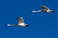 Trumpeter swan in flight swans flying