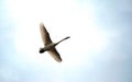 Trumpeter Swan in Flight Royalty Free Stock Photo