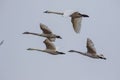 Trumpeter Swan Flock