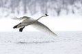 Trumpeter swan flying above river