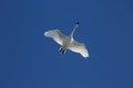 Trumpeter Swan flying in a Cobalt Blue Sky