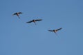 Trumpeter Swan flying in the sky Royalty Free Stock Photo