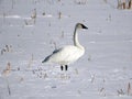 Trumpeter Swan standing alert on frozen swamp Royalty Free Stock Photo