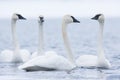 Trumpeter swan gathering Royalty Free Stock Photo