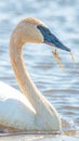 Trumpeter swan individual swimming - taken during the early Spring migrations at the Crex Meadows Wildlife Area in Northern Wisco