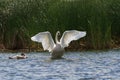 Trumpeter swan setting its wings Royalty Free Stock Photo