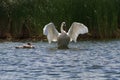 Trumpeter swan setting its wings Royalty Free Stock Photo