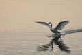 Trumpeter swan, its wings spread, skis along the surface of Saanich Inlet as it lands at sunset