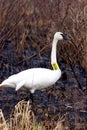 Trumpeter Swan 700396