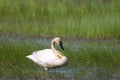 Trumpeter Swan with Neck Band 702072