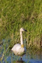 Trumpeter Swan with Neck Band 612136