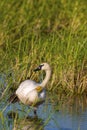Trumpeter Swan with Neck Band 612141