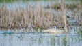 A trumpeter swan parent on a beautiful sunny spring  day - with their cute baby cygnets - taken in the Crex Meadows Wildlife Area Royalty Free Stock Photo