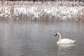 Trumpeter Swan profile Royalty Free Stock Photo