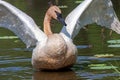 A Trumpeter Swan Raises Its Wings